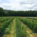Ashley Farms photo