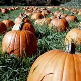 Warrup's Farm Pumpkin Picking & Hayrides photo