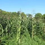 Warrup's Farm Pumpkin Picking & Hayrides photo