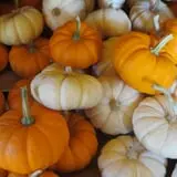 Warrup's Farm Pumpkin Picking & Hayrides photo