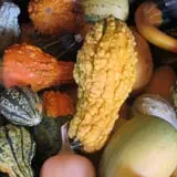 Warrup's Farm Pumpkin Picking & Hayrides photo