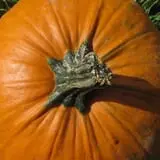 Warrup's Farm Pumpkin Picking & Hayrides photo