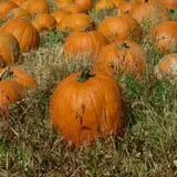 Warrup's Farm Pumpkin Picking & Hayrides photo