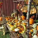 Warrup's Farm Pumpkin Picking & Hayrides photo