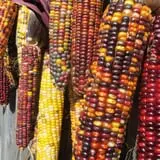 Warrup's Farm Pumpkin Picking & Hayrides photo