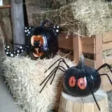 Hermanson Pumpkin Patch photo