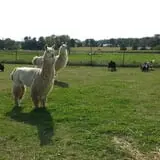 Hermanson Pumpkin Patch photo