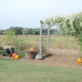 Hermanson Pumpkin Patch photo