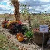 Hermanson Pumpkin Patch photo