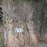 Hermanson Pumpkin Patch photo