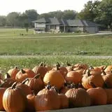 Hermanson Pumpkin Patch photo