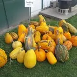 Hermanson Pumpkin Patch photo
