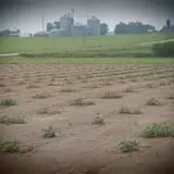 Hermanson Pumpkin Patch photo