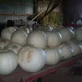Hermanson Pumpkin Patch photo