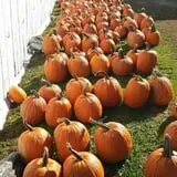 Hermanson Pumpkin Patch photo