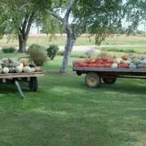 Hermanson Pumpkin Patch photo
