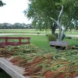 Hermanson Pumpkin Patch photo