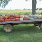 Hermanson Pumpkin Patch photo