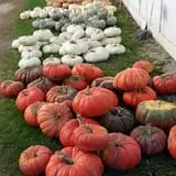 Hermanson Pumpkin Patch photo