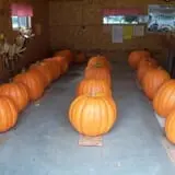 Hermanson Pumpkin Patch photo