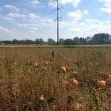 Hermanson Pumpkin Patch photo