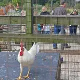 The Children's Farm at The Center photo