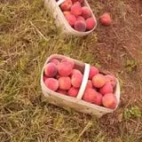 Cotton Hills Farm photo