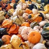 Cotton Hills Farm photo