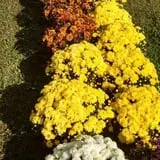 Cotton Hills Farm photo