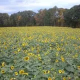 Cotton Hills Farm photo