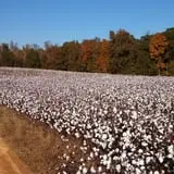Cotton Hills Farm photo