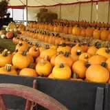Cotton Hills Farm photo