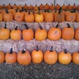 Cotton Hills Farm photo