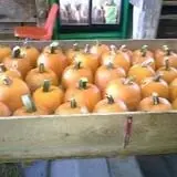 Menchhofer Farms photo