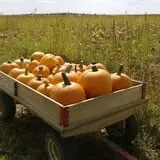 Menchhofer Farms photo