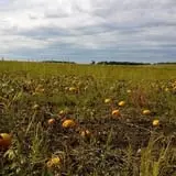 Menchhofer Farms photo