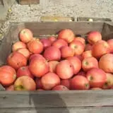 Menchhofer Farms photo