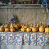 Menchhofer Farms photo
