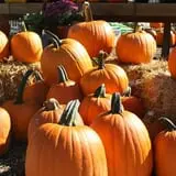 Andersen Farms photo