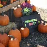 Andersen Farms photo