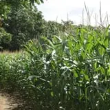 Andersen Farms photo