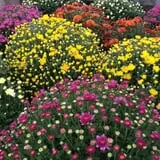 Andersen Farms photo