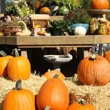 Andersen Farms photo