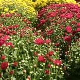 Andersen Farms photo