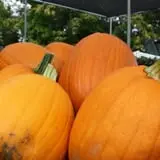 Andersen Farms photo