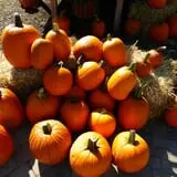 Andersen Farms photo