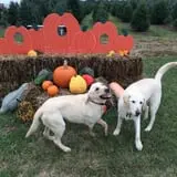 Bullock Farms Corn Maze & Fall Activities photo