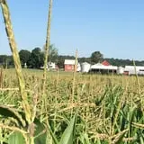 Bullock Farms Corn Maze & Fall Activities photo