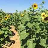 Bullock Farms Corn Maze & Fall Activities photo
