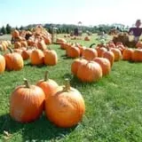 Bullock Farms Corn Maze & Fall Activities photo